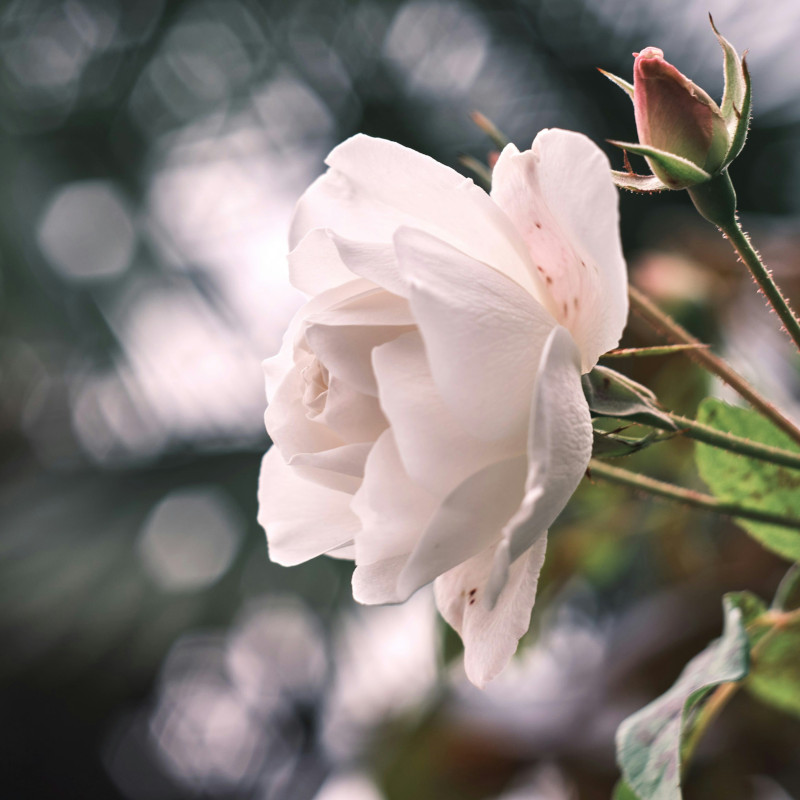 Eccomi! Dalla Croce alla Resurrezione