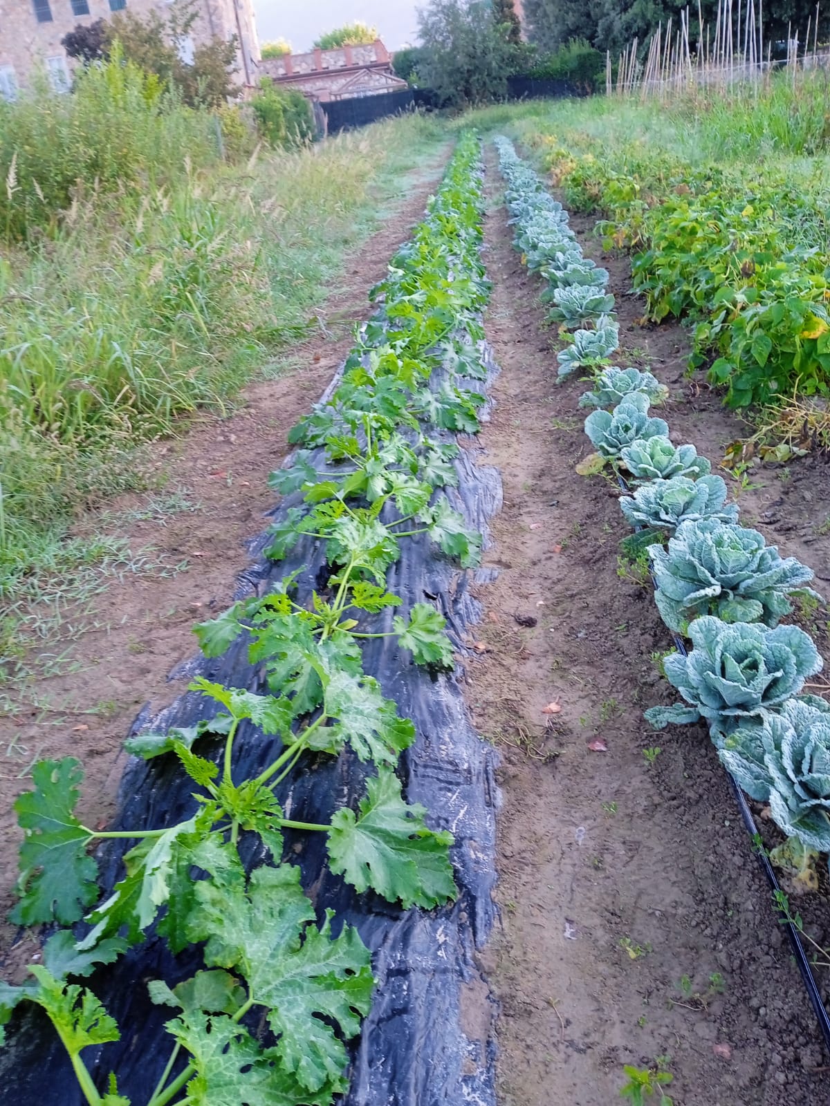2022 agosto hicsum 12 suor marielouise lucca cooperativa calafata agricoltura barbantini ministre infermi formazione misericordia viareggio spazio spadoni 1