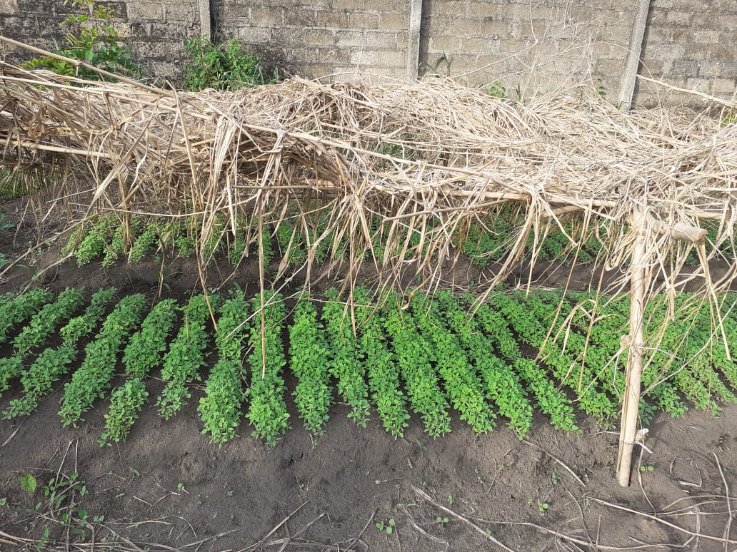 2022 aprile hic sum 2 Nigeria Uyo sr beatrice villa adriana pane misericordia agricoltura impresa sociale spazio spadoni 26