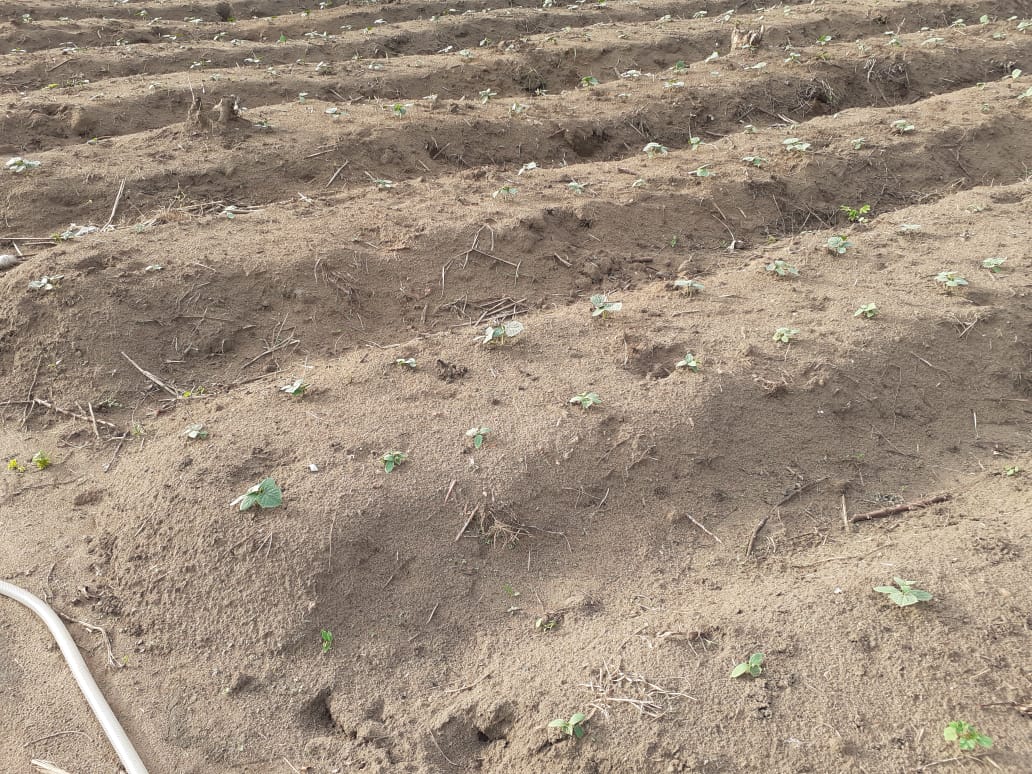 2022 aprile hic sum 2 Nigeria Uyo sr beatrice villa adriana pane misericordia agricoltura impresa sociale spazio spadoni 28