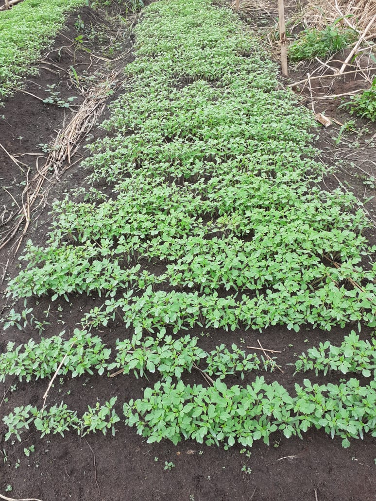 2022 aprile hic sum 2 Nigeria Uyo sr beatrice villa adriana pane misericordia agricoltura impresa sociale spazio spadoni 29