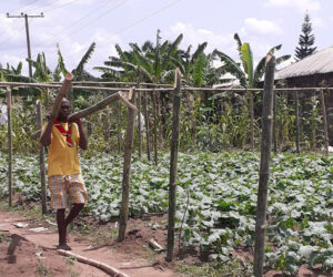 2022 giugno hic sum 2 nigeria uyo sr beatrice volontari pane misericordia agricoltura spazio spadoni 1.jpg 300x250