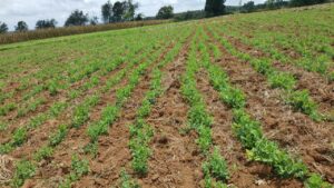 2023 ottobre molo kenya impresa sociale agricoltura suor marie louise progetto hic sum spazio spadoni 2 300x169