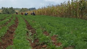2023 ottobre molo kenya impresa sociale agricoltura suor marie louise progetto hic sum spazio spadoni 4 300x169
