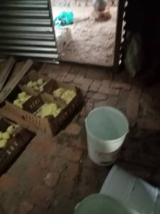 2024 marzo 15 hicsum 16 congo spazio spadoni sr perpetue Domenicane Figlie Santa Caterina Siena misericordia orta nova impresa sociale pulcini 14 giorni 3 225x300