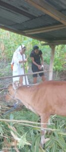 2024 marzo 17 hicsum 33 timor leste spazio spadoni italia misericordia borgo mozzano sr ansila suore figlie san francesco volontari opere misericordia promozione vocationale aiuto 7 131x300