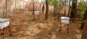 2024 marzo 3 hicsum 31 burkina faso spazio spadoni sr odette sic suore immacolata concezione formazione apicoltura impresa 2 300x135