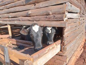 2024 novembre 25 suor maria spazio spadoni impresa sociale tanzania progetto hic sum 1 300x226