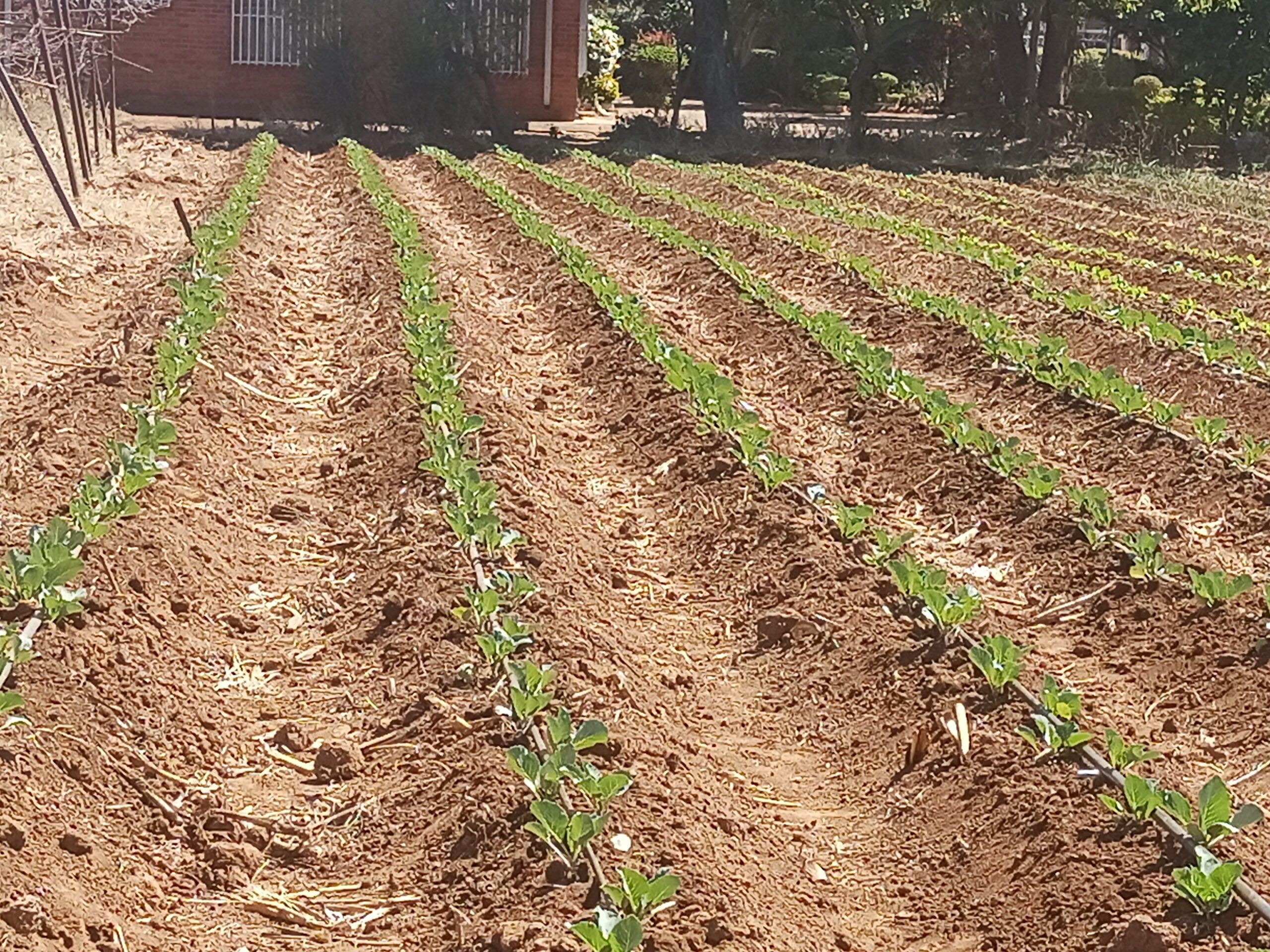2024 sœur bernadette zimbabwe champ projet hic sum operam agriculture spadoj scaled