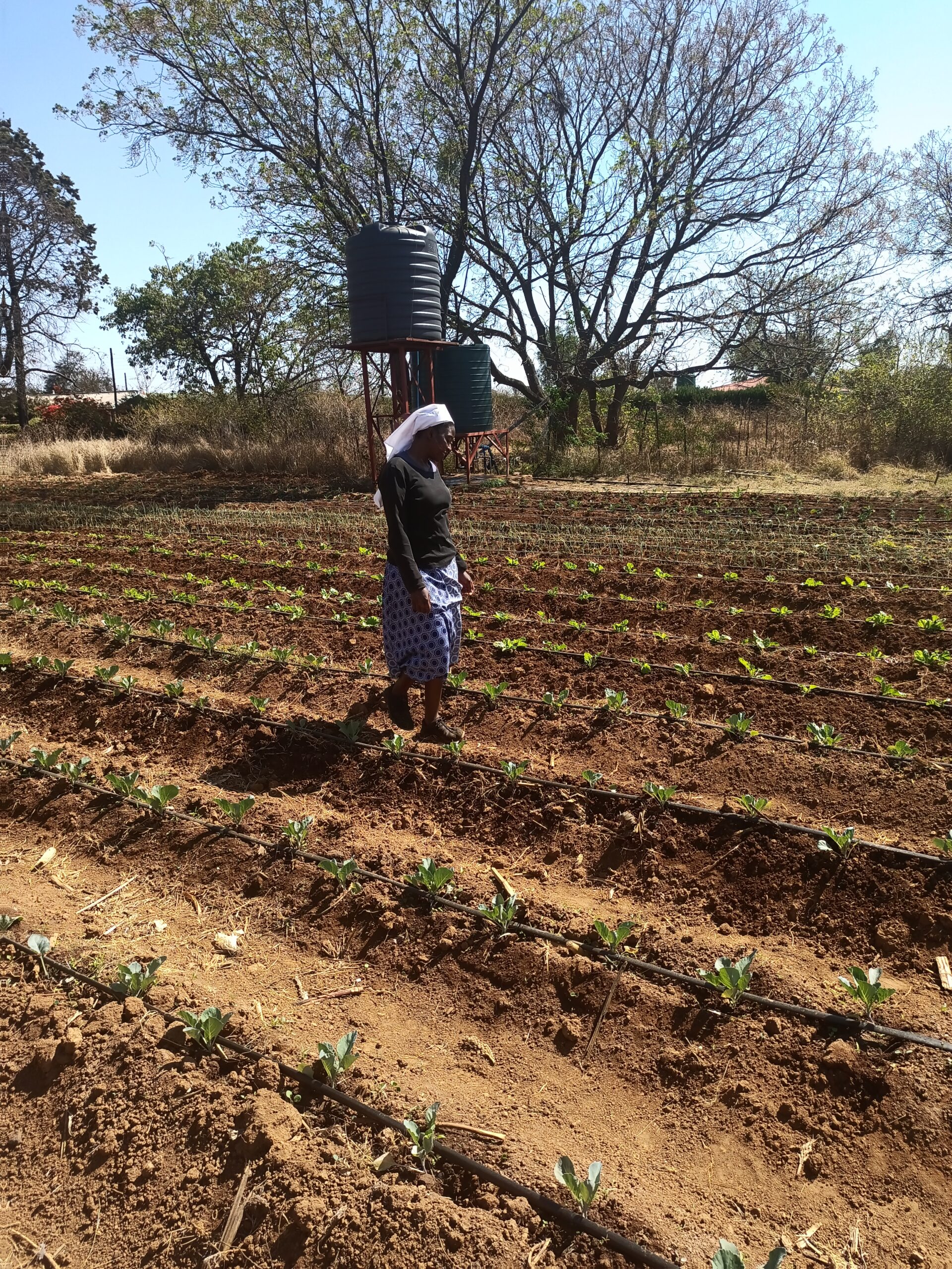 2024 sœur bernadette zimbabwe champ projet hic sum operam agriculture spadojpg 1 scaled