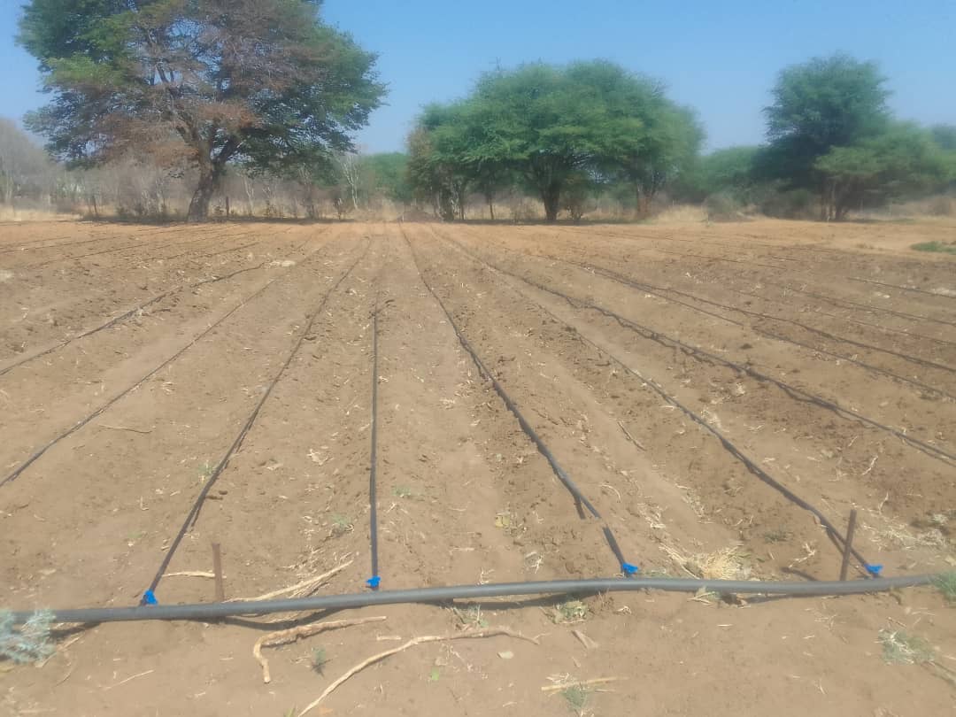 2025 octobre 15 spazio + spadoni italie potager zimbabwe irrigation 3