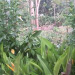 2025 agosto 11 suor flora rodha indonesia progetto hic sum agricoltura 6 150x150
