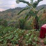 2025 agosto 11 suor flora rodha indonesia progetto hic sum agricoltura 7 150x150