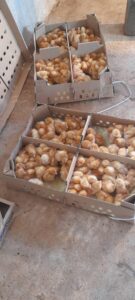 2025 aprile suor filipina tanzania impresa sociale allevamento polli progetto hic sum spazio spadoni 1 1 135x300