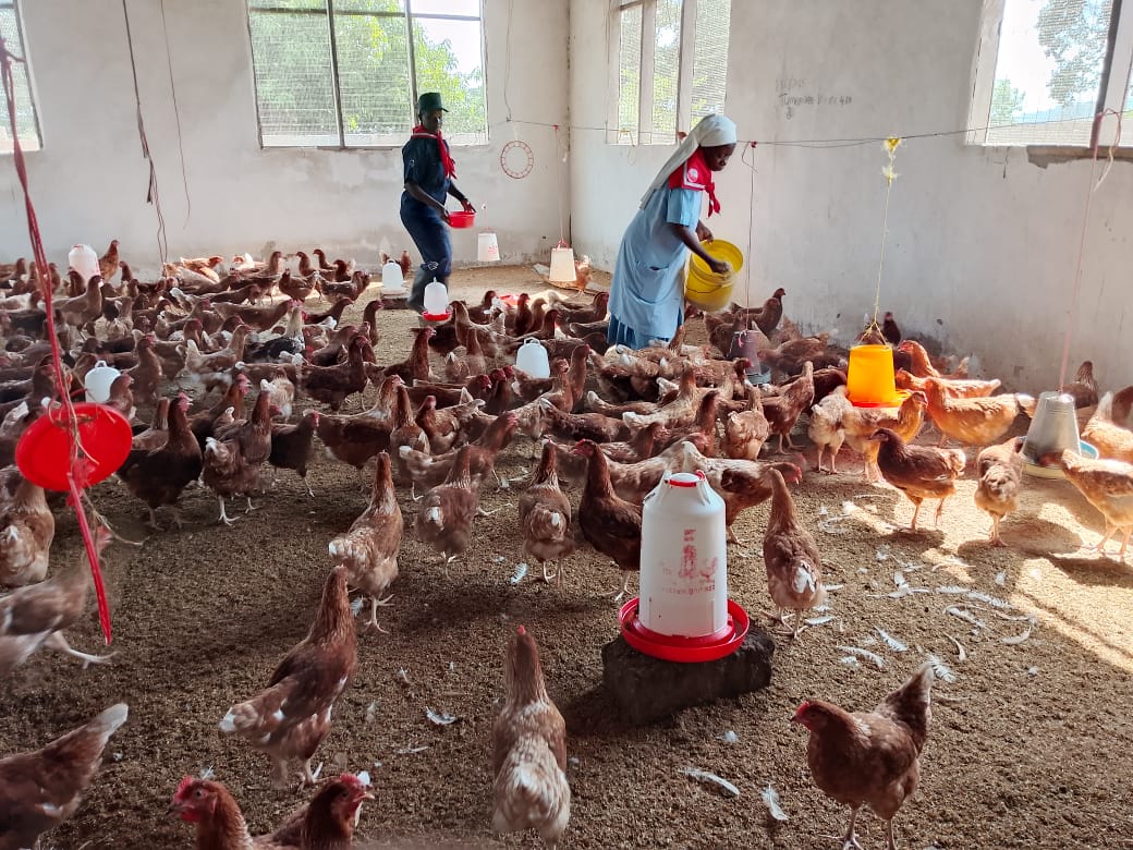2025 dicembre 11 suorLeah tanzania polli pollaio impresa sociale progetto hic sum foulard spazio spadoni 4