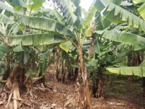 2025 febbraio suor blandina malawi progetto hic sum spazio spadoni 1 300x225