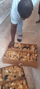 2025 febbraio suor filipina tanzania impresa sociale allevamento polli progetto hic sum spazio spadoni 3 135x300