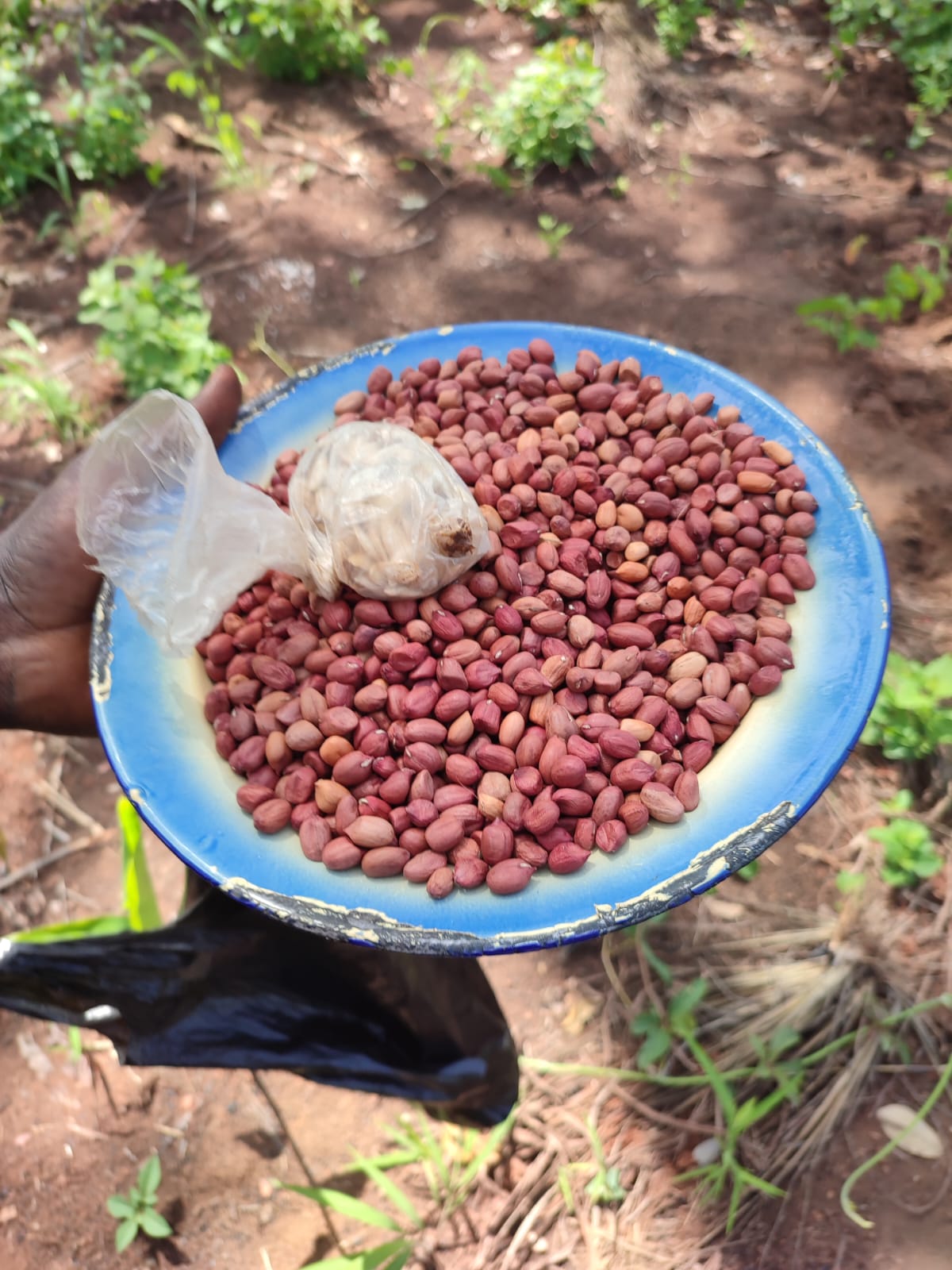 2025 juin 6 récolte bénévoles arachides sœur myriam spazio + spadoni centrafrique 11