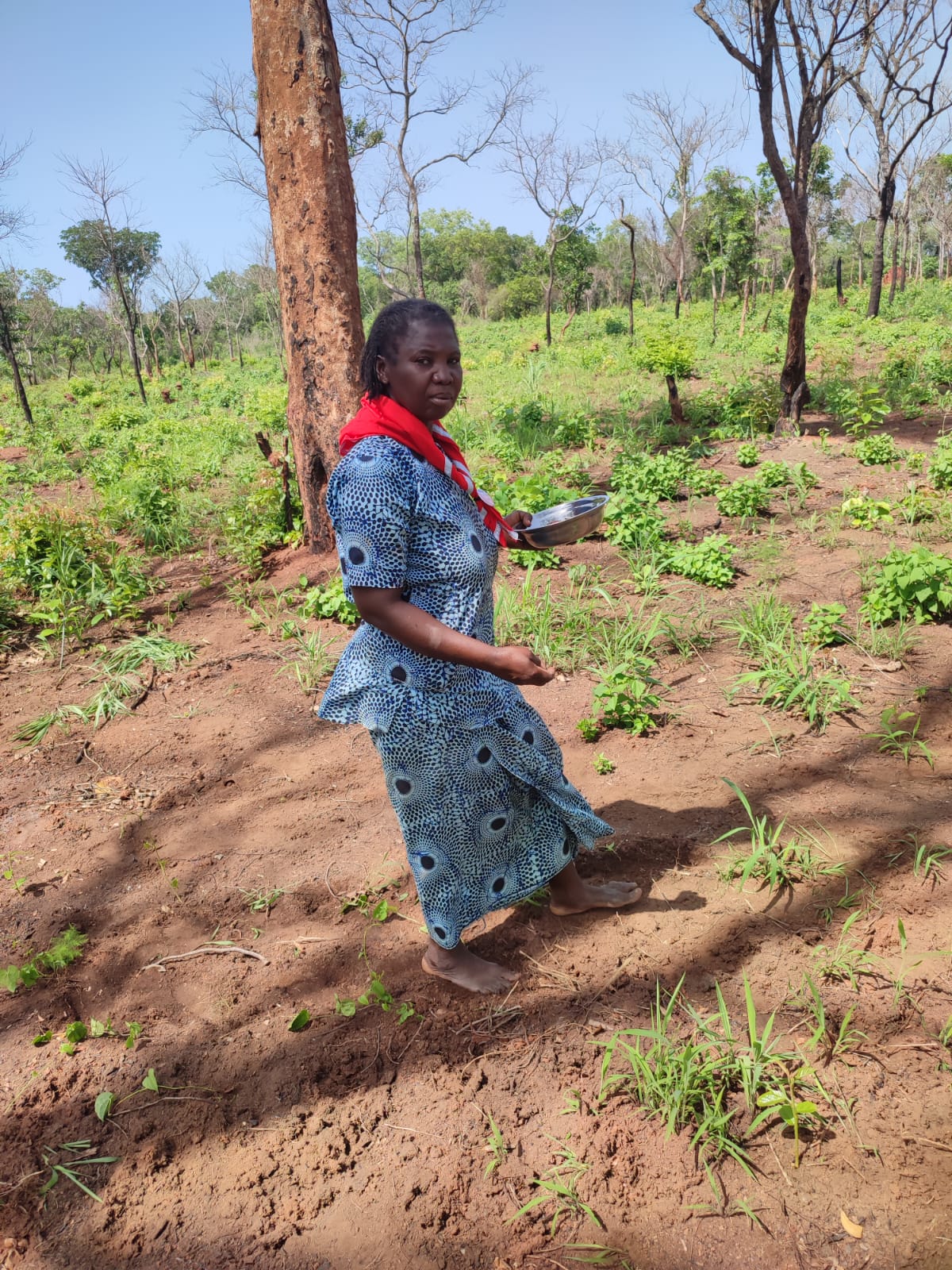 2025 juin 6 récolte bénévoles arachides sœur myriam spazio + spadoni centrafrique 2