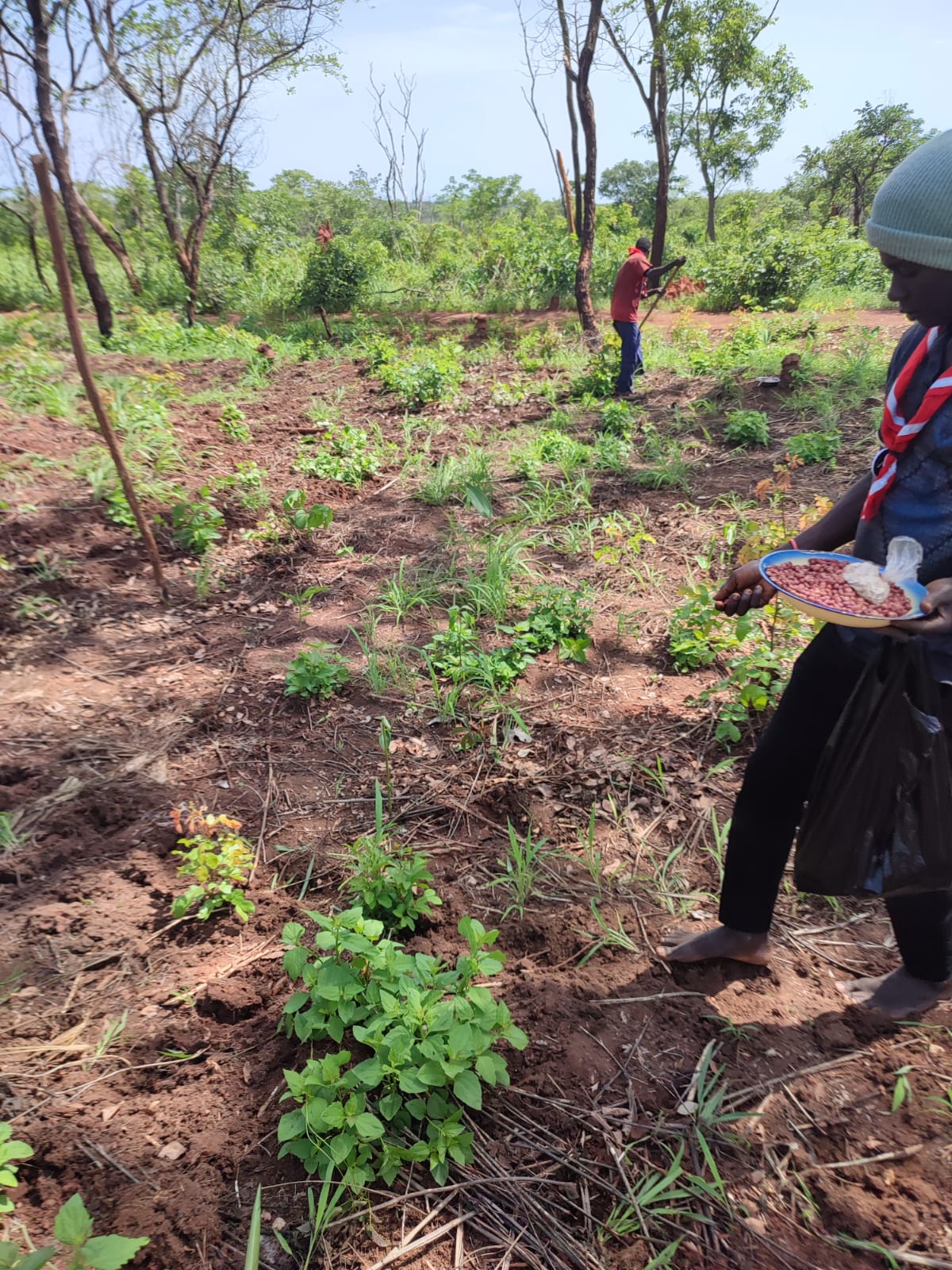 2025 juin 6 récolte bénévoles arachides sœur myriam spazio + spadoni centrafrique 6
