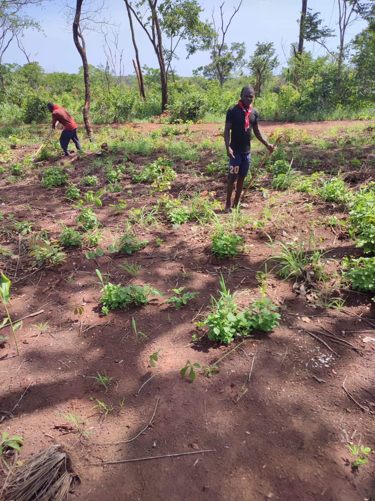 2025 juin 6 récolte bénévoles arachides sœur myriam spazio + spadoni centrafrique 8