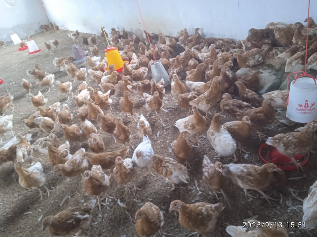 2025 settembre 18 progetto suor leah tanzania pollaio impresa sociale hic sum spazio spadoni 1