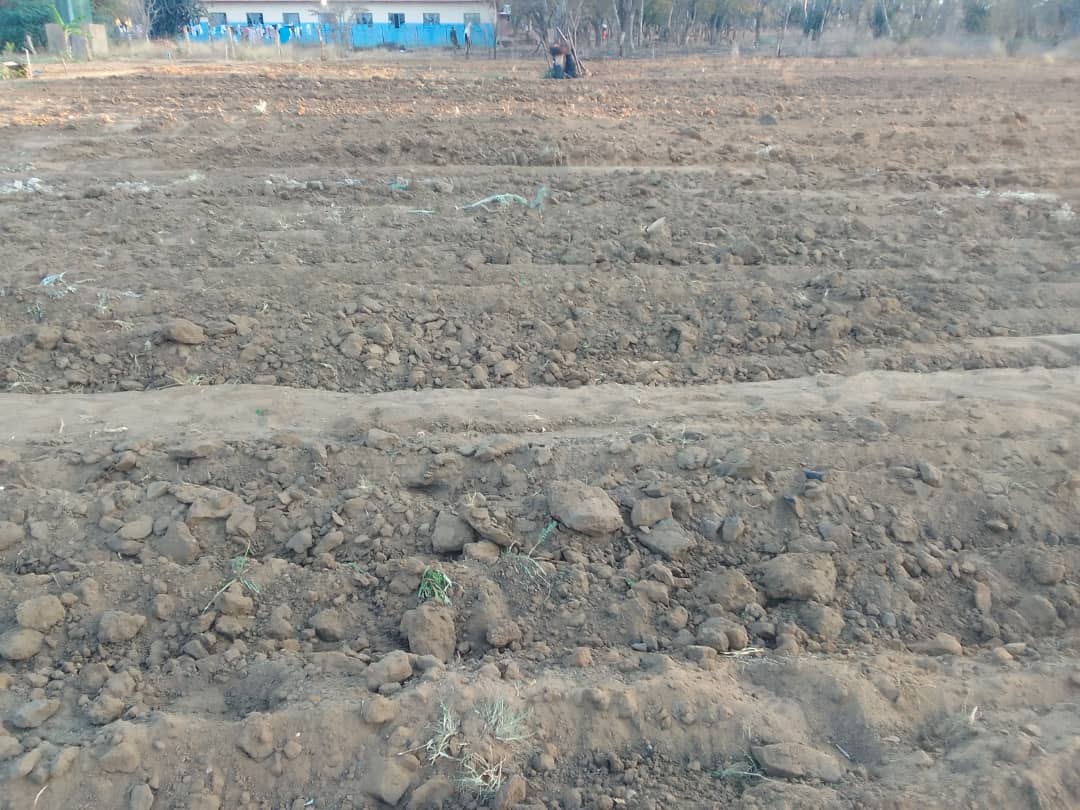 2025 septembre 25 zimbabwe sœur bernadette spazio + spadoni projet hic sum œuvres de miséricorde agriculture sœur tracteur 6
