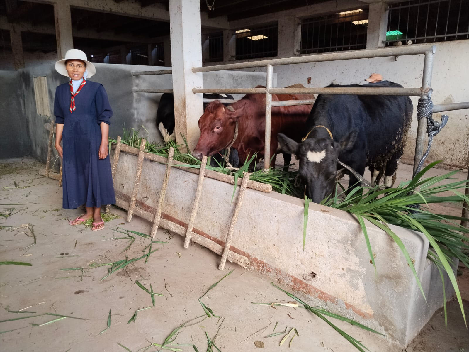 2026 22 marzo madagascar suore sacro cuore allevamento progetto impresa sociale mucche toro spazio spadoni 1 copia