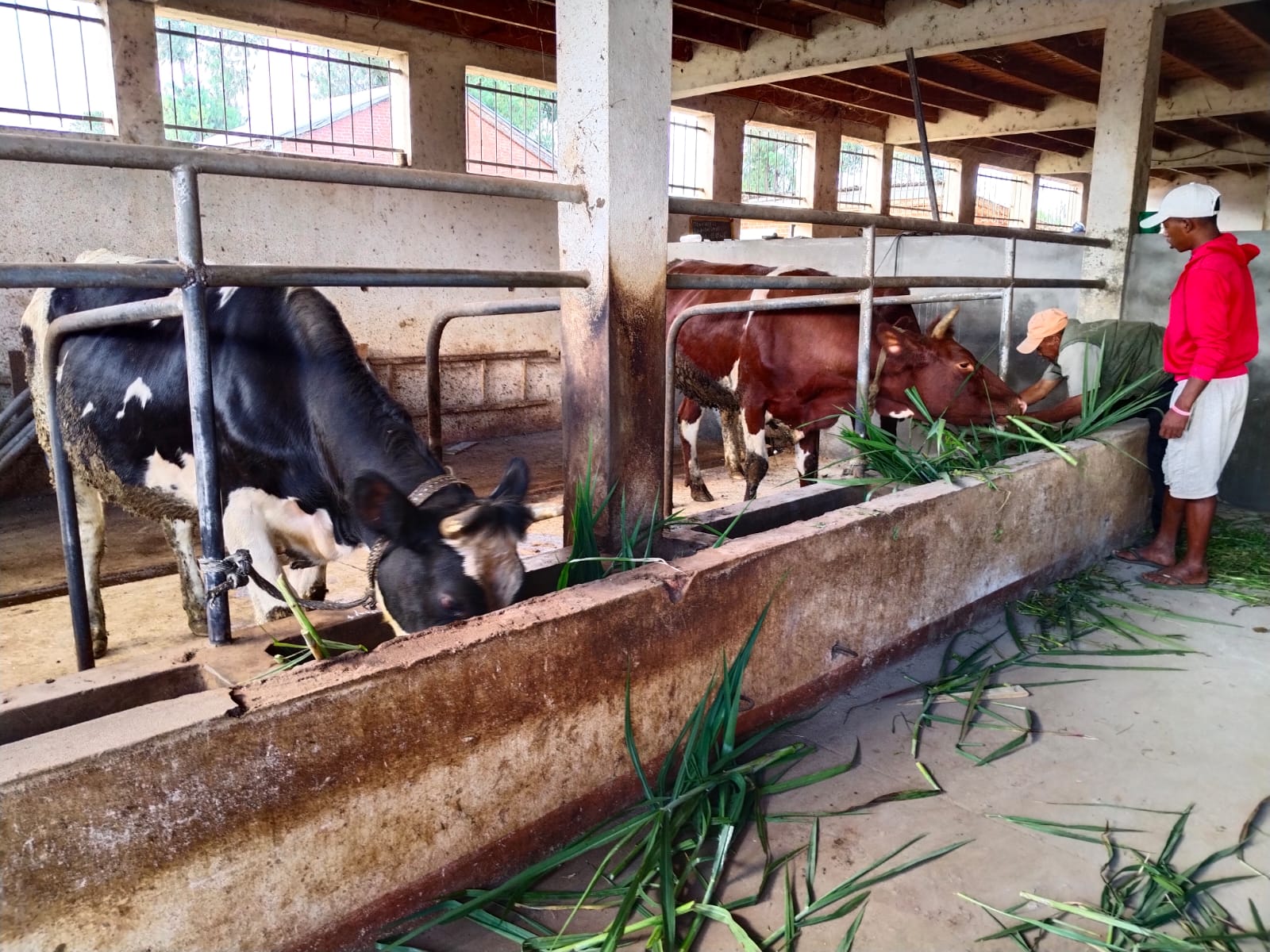 2026 22 marzo madagascar suore sacro cuore allevamento progetto impresa sociale mucche toro spazio spadoni 2