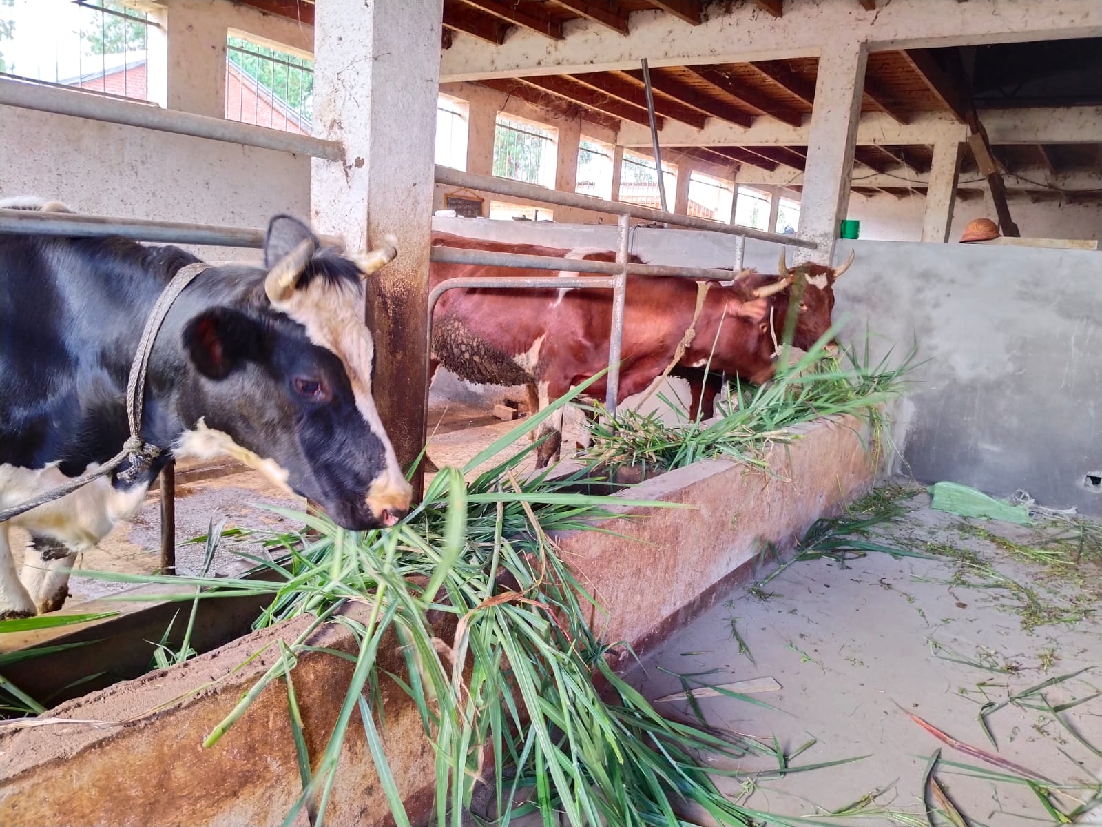 2026 22 marzo madagascar suore sacro cuore allevamento progetto impresa sociale mucche toro spazio spadoni 3