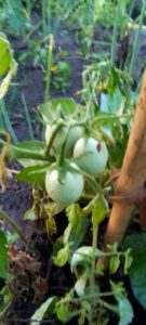 24 04 2024 attivita agricoltura sr yvette piantato 3 tipi 6 135x300