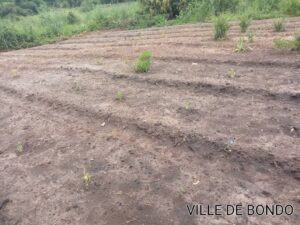 24 04 2024 attivita agricoltura sr yvette piantato 3 tipi 9 300x225