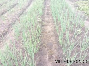 24 04 2024 attivita agricoltura sr yvette piantato 3 tipi melanzane 2 di amaranto sedano cavolo peperoni carote ci sn 5 lavora 1 300x225