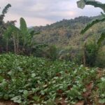 Suor_Rodha_Indonesia_campo