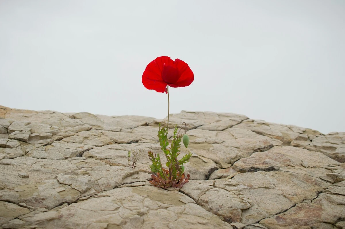 Fiore rosso su roccia grigia